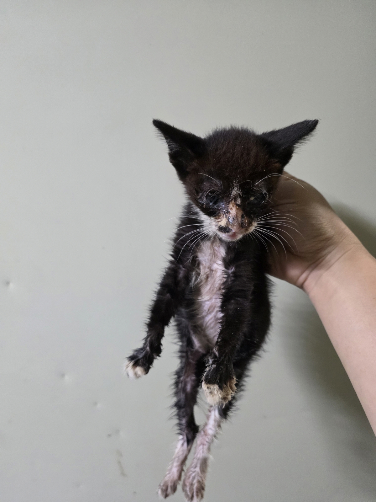 부산동물보호센터_426332202500782